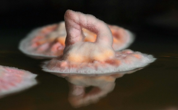 Light pink mould growing up out of a petri dish